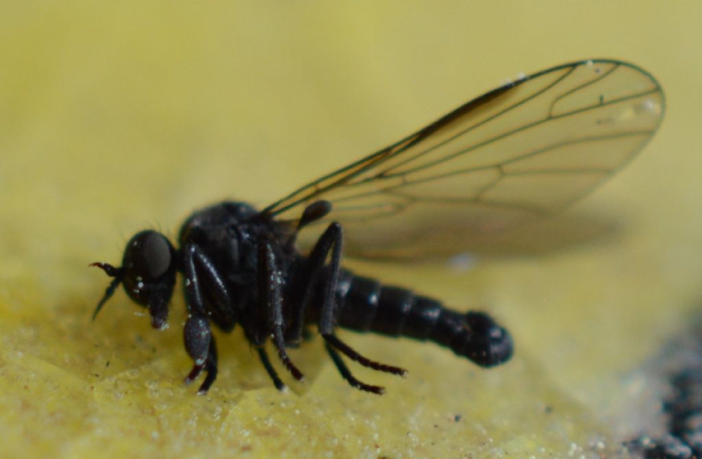Bibionide ?